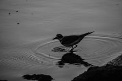 killdeer-on-the-River-1-scaled